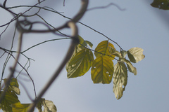 Ventilago denticulata
